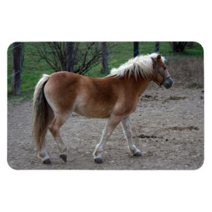 Magnet Flexible Beau Haflinger