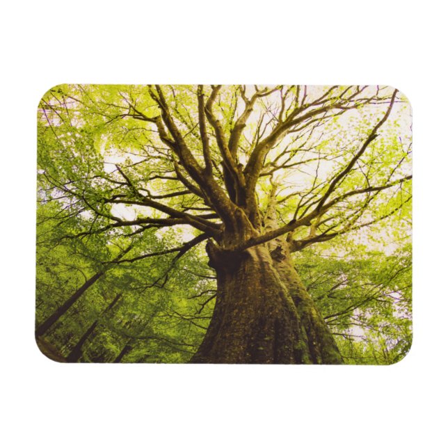 Magnet Flexible Beau Hêtre (Horizontal)