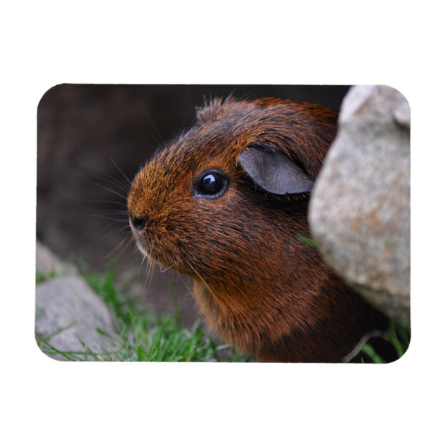 Magnet Flexible Beau, Lisse, Or Agouti Guinée Pig (Horizontal)