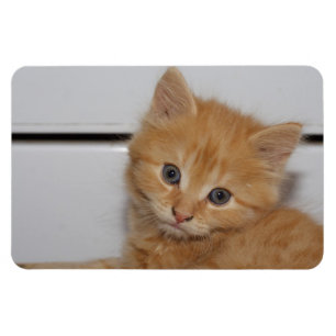 Magnet Flexible Beau Tabby Kitten Orange