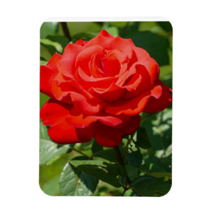 Magnet Flexible Beauté de rose