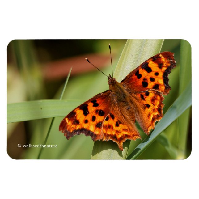 Magnet Flexible Beautiful Orange Satyr Comma Butterfly (Horizontal)