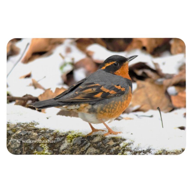 Magnet Flexible Beautiful Varied Thrush Songbird in the Snow (Horizontal)