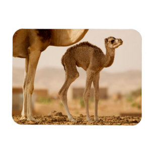 Magnet Flexible Bébé Camel