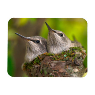 Magnet Flexible Bébé hummingbirds