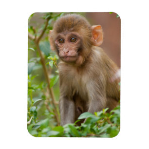 Magnet Flexible Bébé Macaque Rhésus, Temple du Singe, Jaipur