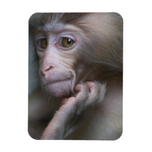 Magnet Flexible Bébé singe