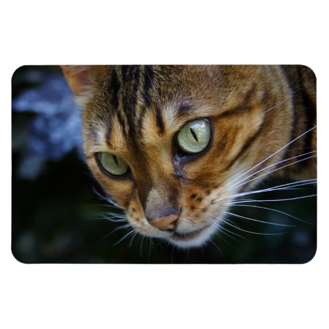 Magnet Flexible Belle Chat Bengale (Horizontal)