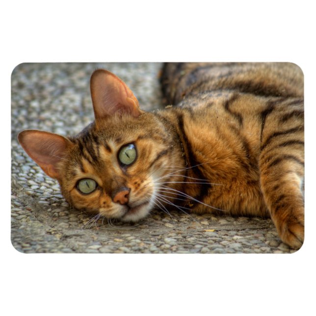 Magnet Flexible Belle Chat Bengale (Horizontal)