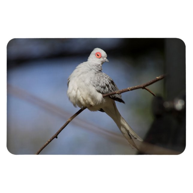 Magnet Flexible Belle douceur Diamond Dove (Horizontal)