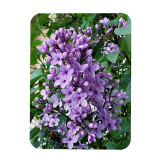 Magnet Flexible Belle fleur lilas violette