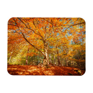 Magnet Flexible Belle forêt d'automne