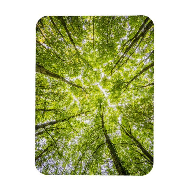 Magnet Flexible Belle forêt verte (Vertical)