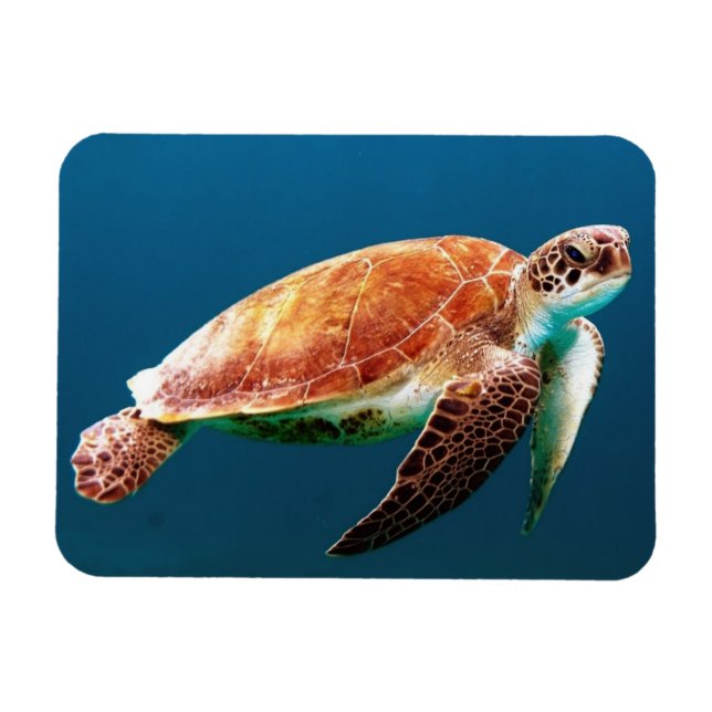 Magnet Flexible Belle tortue verte (Horizontal)