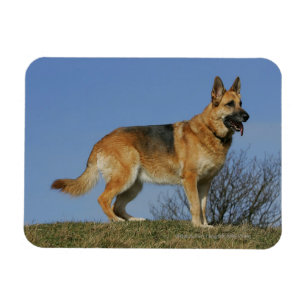 Magnet Flexible Berger allemand aux cheveux longs Brown 2