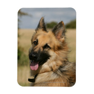 Magnet Flexible Berger allemand collant la langue