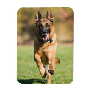Magnet Flexible Berger allemand en course
