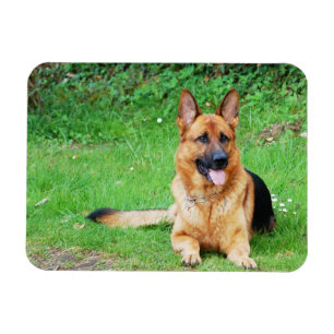 Magnet Flexible Berger allemand reposant dans un aimant en herbe