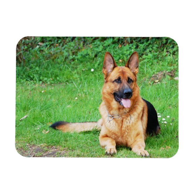 Magnet Flexible Berger allemand reposant dans un aimant en herbe (Horizontal)