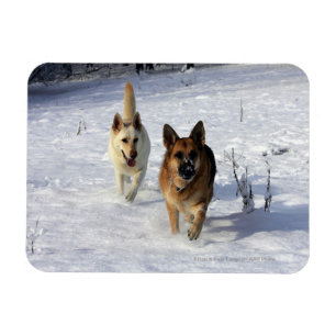 Magnet Flexible Bergers allemands en courant dans la neige