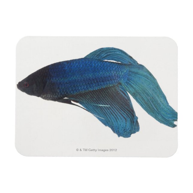Magnet Flexible Betta Fish ou Homme Blue Siamese Poisson combattan (Horizontal)
