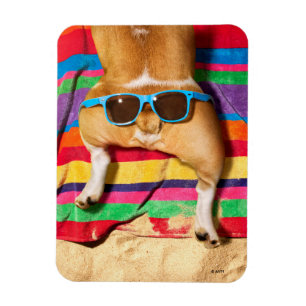 Magnet Flexible Beurre de chien avec lunettes de soleil