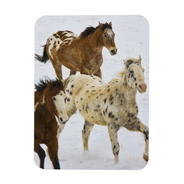 Magnet Flexible Big Horn Mountains, Chevaux courant dans la neige (Vertical)
