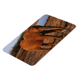 Magnet Flexible Big Red