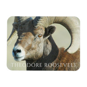 Magnet Flexible Bighorn Ram au parc national Theodore Roosevelt