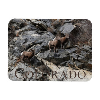 Magnet Flexible Bighorn Sheep Colorado Souvenir