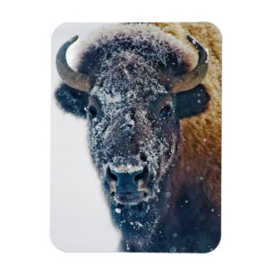Magnet Flexible Bison américain en neige au parc national Yellowst
