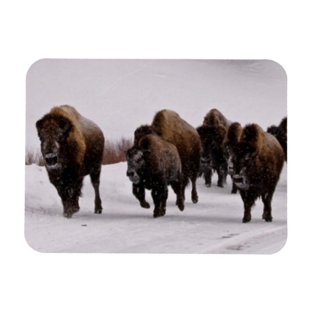 Magnet Flexible Bison en hiver (Horizontal)