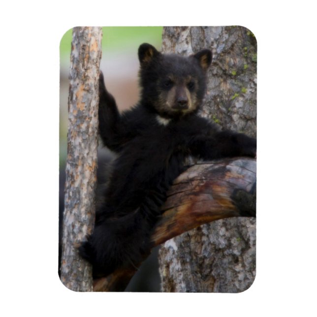 Magnet Flexible Black Bears Cub Lounge (Vertical)