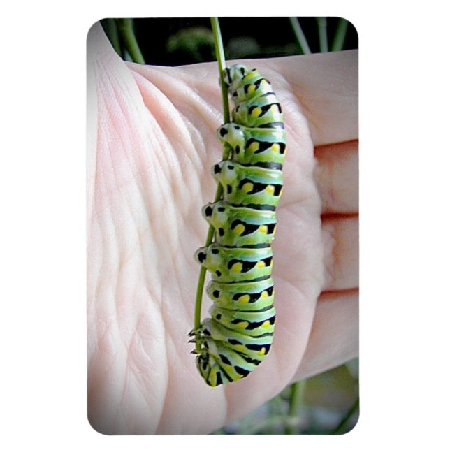 Magnet Flexible Black Swallowot Caterpillar Manger Parsley (Vertical)