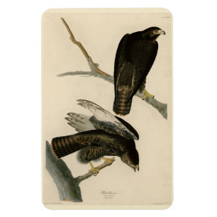 Magnet Flexible Black Warrior (Buse à queue rouge) d'Audubon Birds
