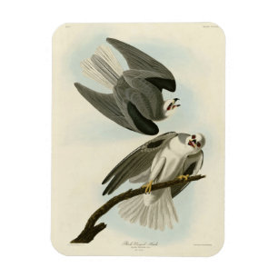 Magnet Flexible Black Winged Hawk - Audubon's Birds of America