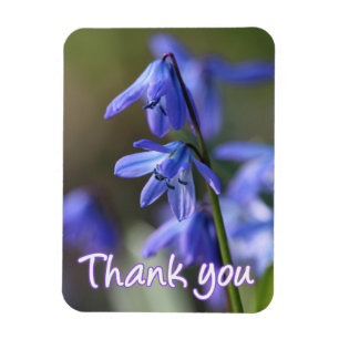Magnet Flexible Bleu Scilla siberica (Squill en Bois) Fleurs