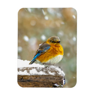 Magnet Flexible Bleuet de l'Est en neige - Photo originale