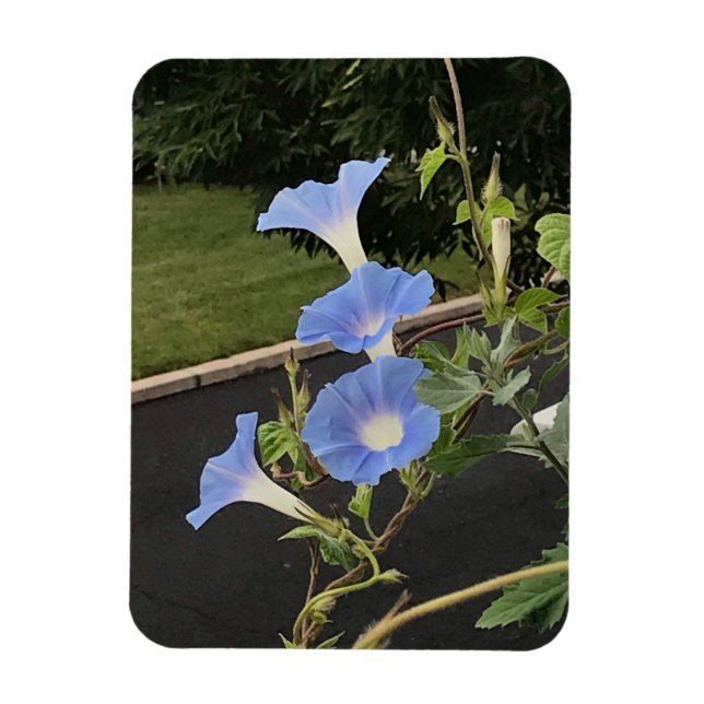 Magnet Flexible Blue Cascade Morning Glory (Vertical)