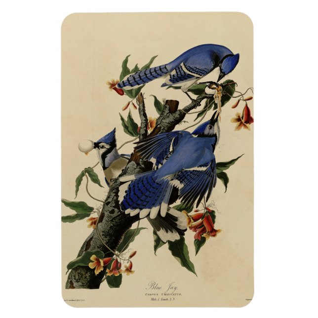 Magnet Flexible Blue Jay - Les oiseaux d'Amérique de John James Au (Vertical)