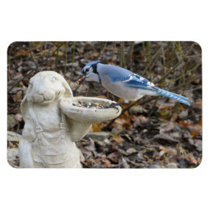 Magnet Flexible Blue Jay sur le mangeoire d'engraissement d'oiseau