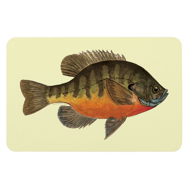 Magnet Flexible Bluegill Bream (Horizontal)