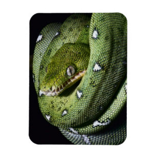 Magnet Flexible Boa vert de serpent vert d'arbre en Bolivie