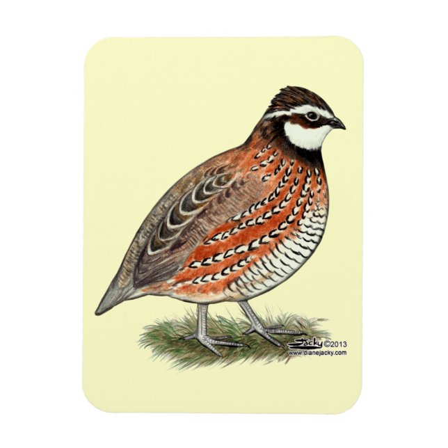 Magnet Flexible Bobwhite Quail (Vertical)