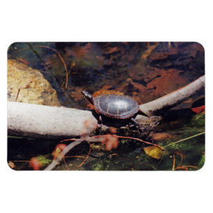 Magnet Flexible Bonne tortue