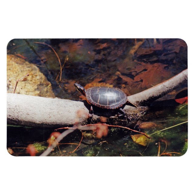 Magnet Flexible Bonne tortue (Horizontal)