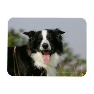 Magnet Flexible Border collie haletant le Headshot 1