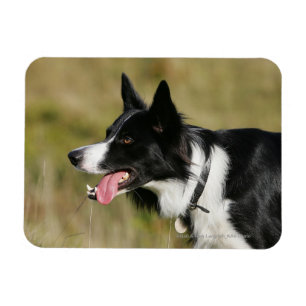 Magnet Flexible Border collie haletant le Headshot 2