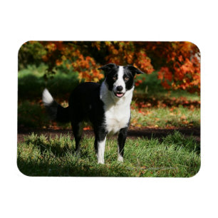 Magnet Flexible Bordure Collie Automne Debout