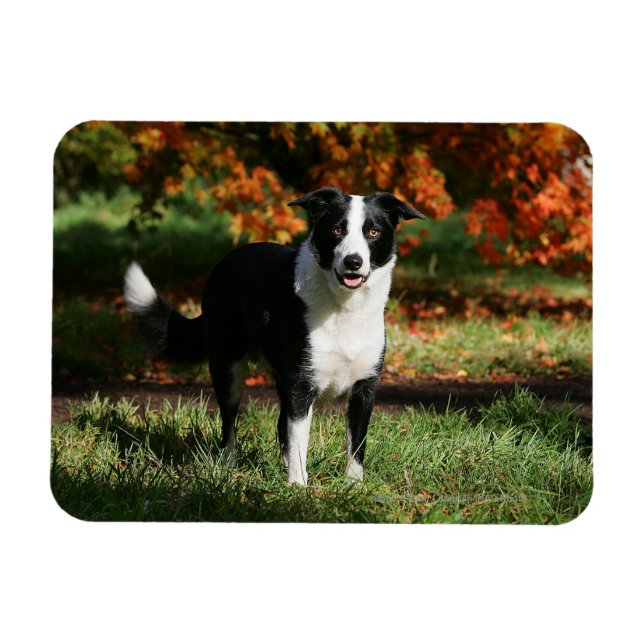 Magnet Flexible Bordure Collie Automne Debout (Horizontal)